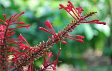 Galapagos - kwiecień 2009