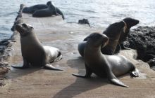 Galapagos - kwiecień 2009