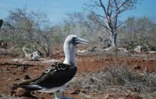 Galapagos - kwiecień 2009