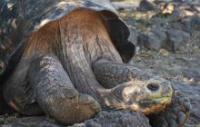 Galapagos - kwiecień 2009