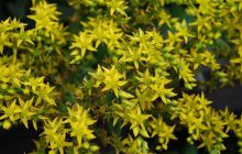 Galapagos - kwiecień 2009