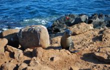 Galapagos - kwiecień 2009