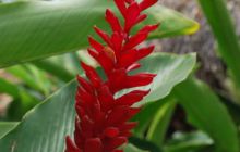 Galapagos - kwiecień 2009