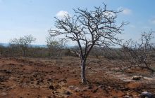Galapagos - kwiecień 2009