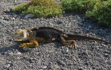 Galapagos - kwiecień 2009