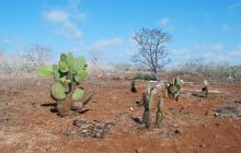 Galapagos - kwiecień 2009