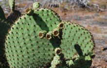 Galapagos - kwiecień 2009