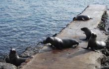 Galapagos - kwiecień 2009