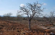 Galapagos - kwiecień 2009