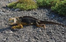 Galapagos - kwiecień 2009
