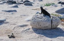 Galapagos - kwiecień 2009