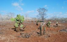Galapagos - kwiecień 2009