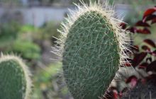 Galapagos - kwiecień 2009
