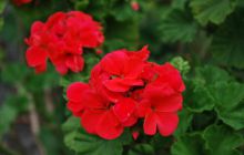 Galapagos - kwiecień 2009