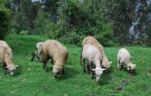 Galapagos - kwiecień 2009