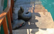 Galapagos - kwiecień 2009