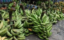 Galapagos - kwiecień 2009