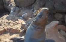 Galapagos - kwiecień 2009