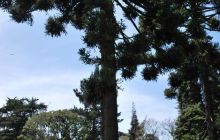 Galapagos - kwiecień 2009