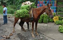 Galapagos - kwiecień 2009
