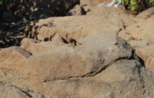 Galapagos - kwiecień 2009