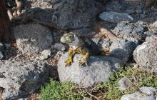 Galapagos - kwiecień 2009