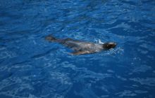 Galapagos - kwiecień 2009