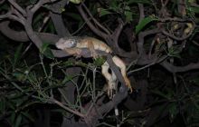 Galapagos - kwiecień 2009