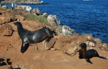 Galapagos - kwiecień 2009