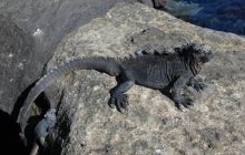 Galapagos - kwiecień 2009