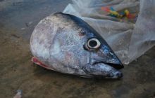 Galapagos - kwiecień 2009