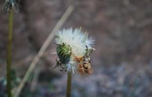 Galapagos - kwiecień 2009
