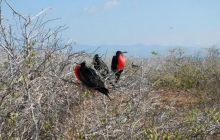 Galapagos - kwiecień 2009