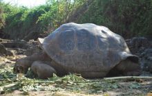 Galapagos - kwiecień 2009
