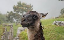 Galapagos - kwiecień 2009