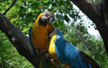 Galapagos - kwiecień 2009