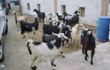 Egipt Dahab - październik 2004