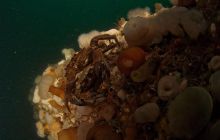 ScapaFlow - sierpień 2009