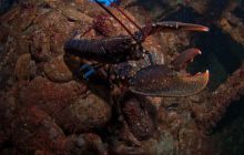 ScapaFlow - sierpień 2009