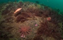 ScapaFlow - sierpień 2009