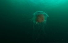 ScapaFlow - sierpień 2009