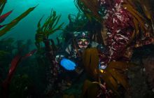 ScapaFlow - sierpień 2009