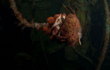 ScapaFlow - sierpień 2009