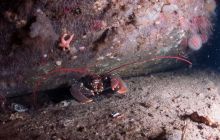 ScapaFlow - sierpień 2009