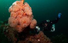 ScapaFlow - sierpień 2009