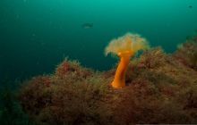 ScapaFlow - sierpień 2009