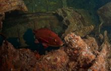 ScapaFlow - sierpień 2009