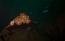 ScapaFlow - sierpień 2009