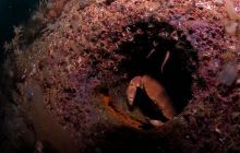 ScapaFlow - sierpień 2009