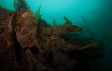 ScapaFlow - sierpień 2009